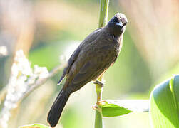 Common Bulbul