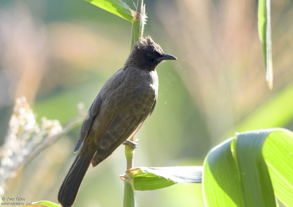 Common Bulbul