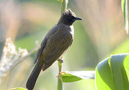 Common Bulbul