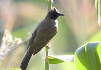 Bulbul des jardins