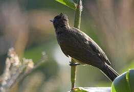 Common Bulbul