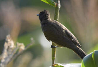 Bulbul des jardins