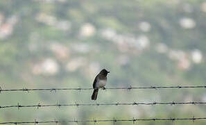 Common Bulbul