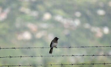 Bulbul des jardins