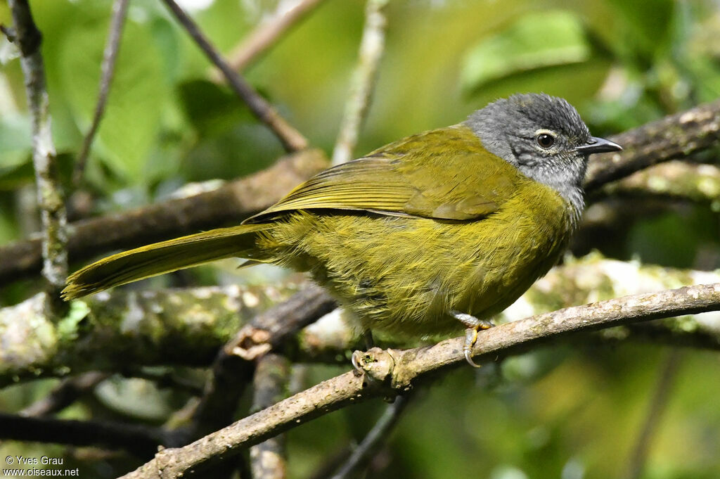 Olive-breasted Greenbul