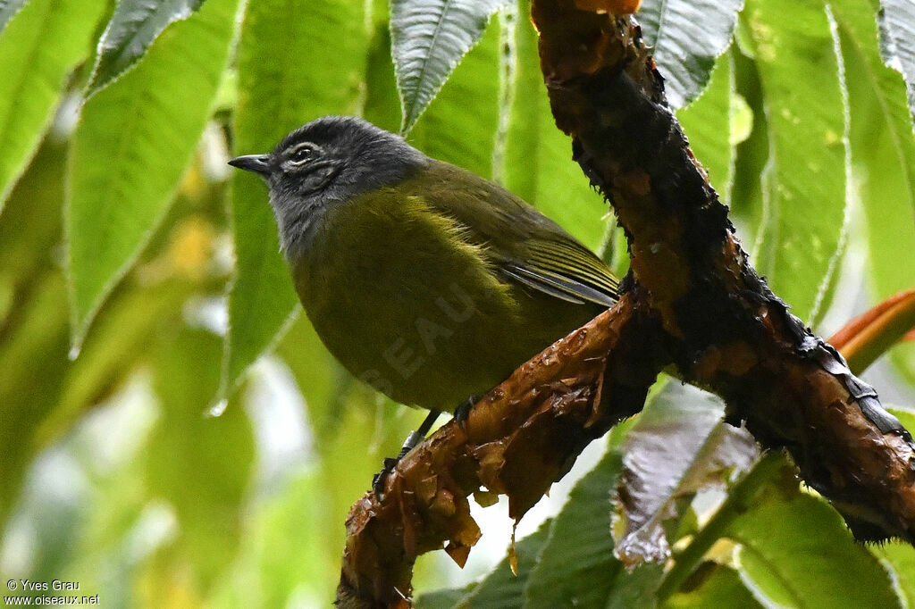 Olive-breasted Greenbul