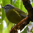Bulbul kikuyu