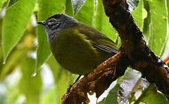 Bulbul kikuyu