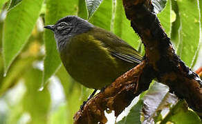 Olive-breasted Greenbul