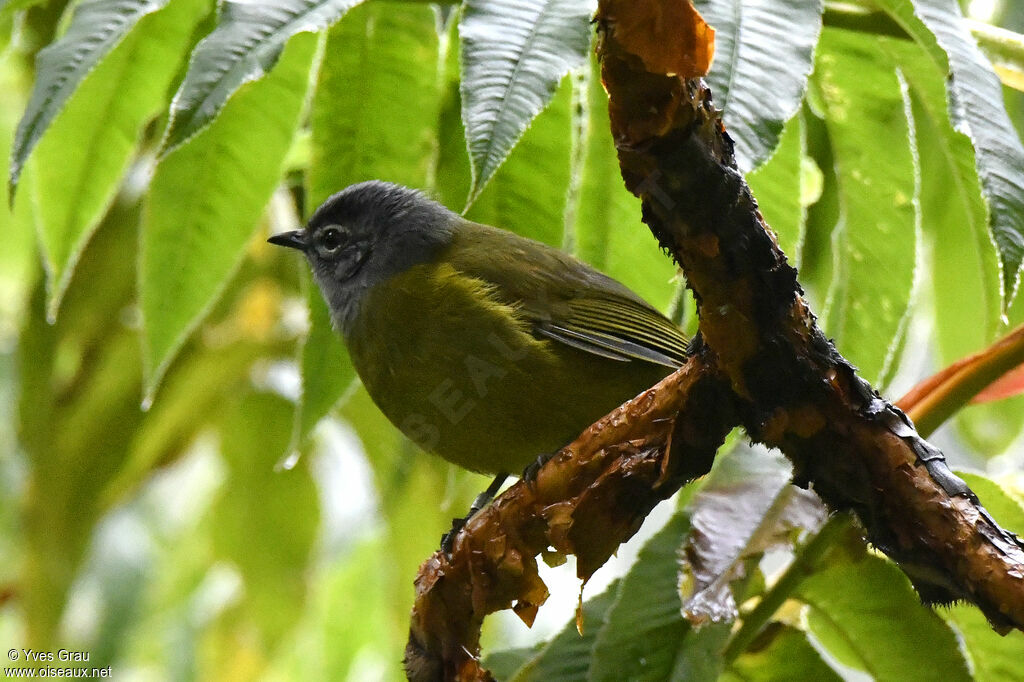 Olive-breasted Greenbul