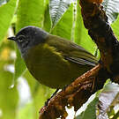 Bulbul kikuyu