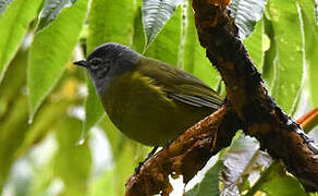 Olive-breasted Greenbul