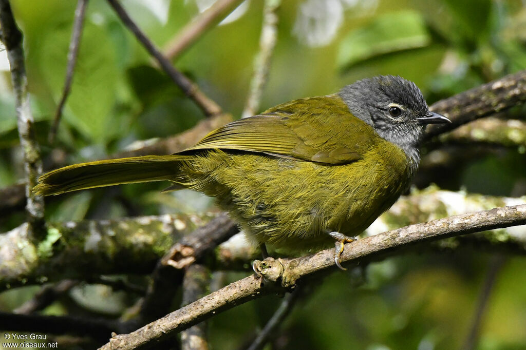 Bulbul kikuyu