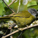 Bulbul kikuyu