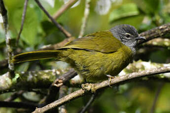 Bulbul kikuyu