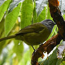 Bulbul kikuyu