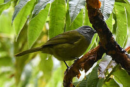 Olive-breasted Greenbul