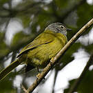 Bulbul kikuyu