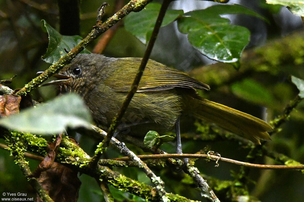 Olive-breasted Greenbul