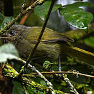 Bulbul kikuyu