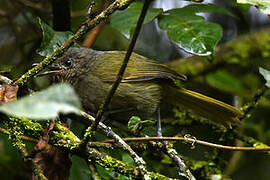 Olive-breasted Greenbul