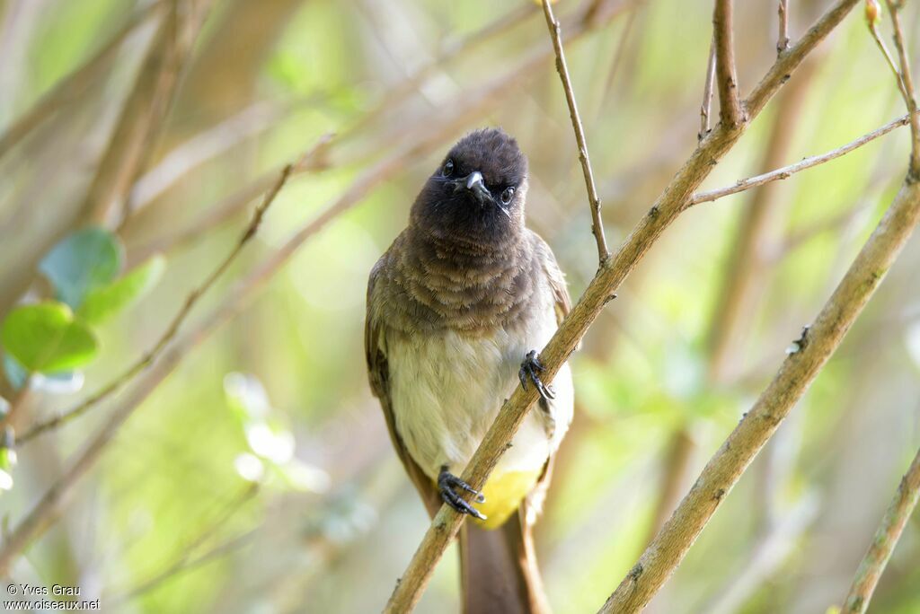 Dark-capped Bulbul