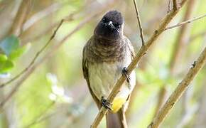 Dark-capped Bulbul