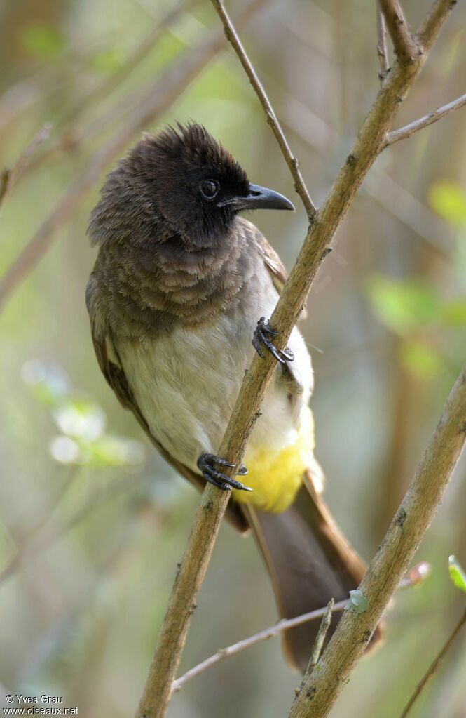 Dark-capped Bulbul