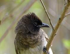 Dark-capped Bulbul