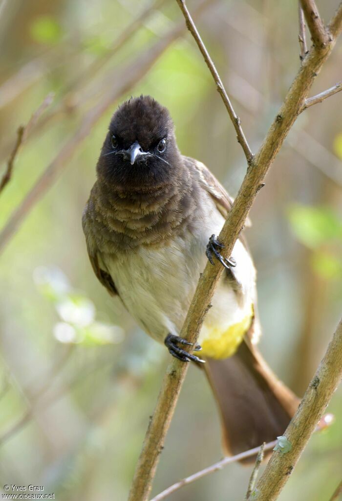 Bulbul tricolore