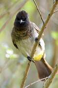 Dark-capped Bulbul