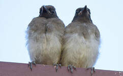 Bulbul tricolore