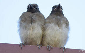 Dark-capped Bulbul