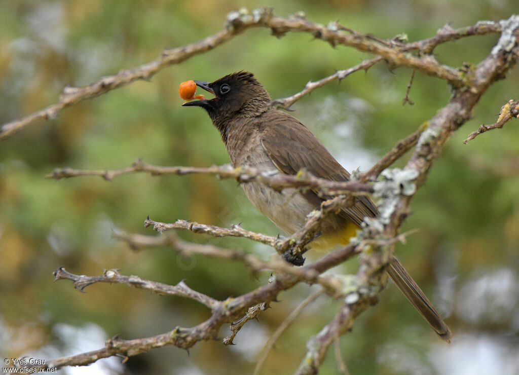 Dark-capped Bulbul