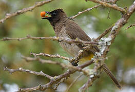 Dark-capped Bulbul