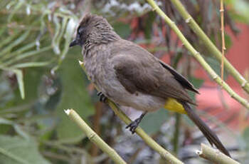 Bulbul tricolore