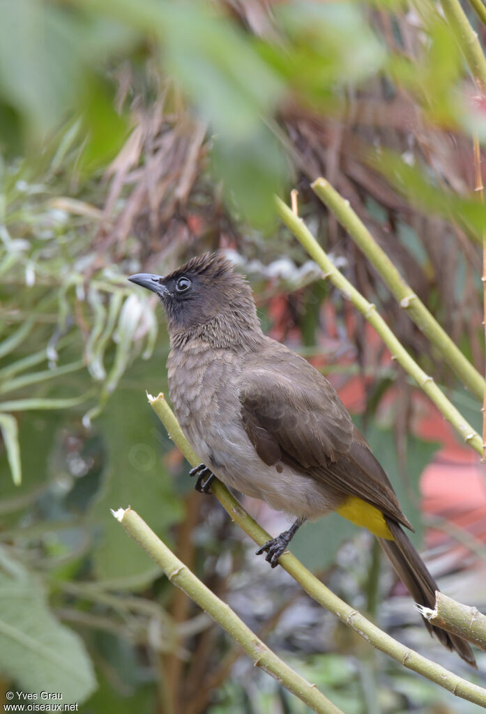 Bulbul tricolore