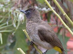 Dark-capped Bulbul