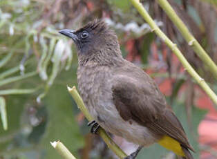 Bulbul tricolore