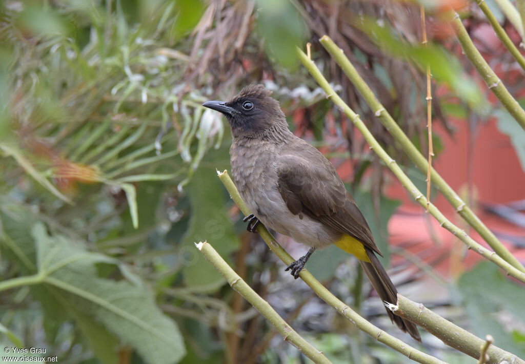 Dark-capped Bulbul