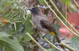 Dark-capped Bulbul