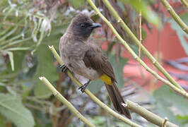 Dark-capped Bulbul