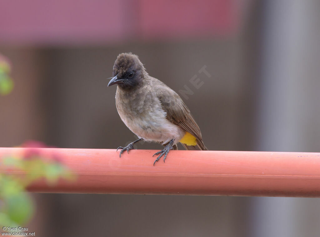 Dark-capped Bulbul