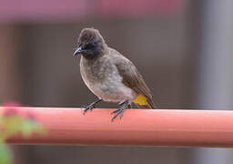 Bulbul tricolore