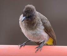 Bulbul tricolore