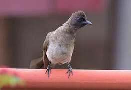 Dark-capped Bulbul