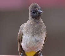 Dark-capped Bulbul