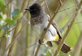 Dark-capped Bulbul