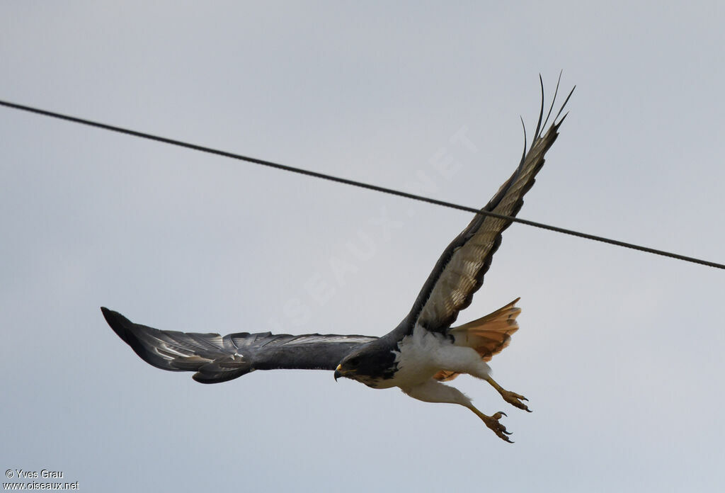 Augur Buzzard