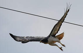 Augur Buzzard